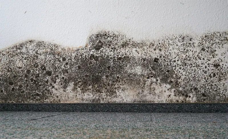 Starker Schimmelbefall an einer Innenwand nahe dem Boden